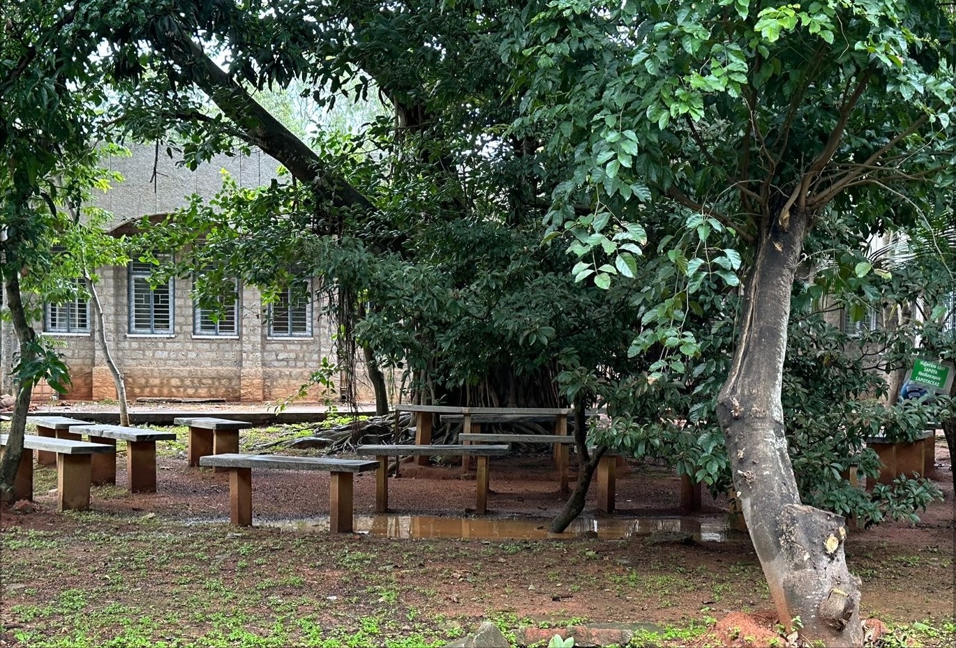 peepal tree with stone benches around it