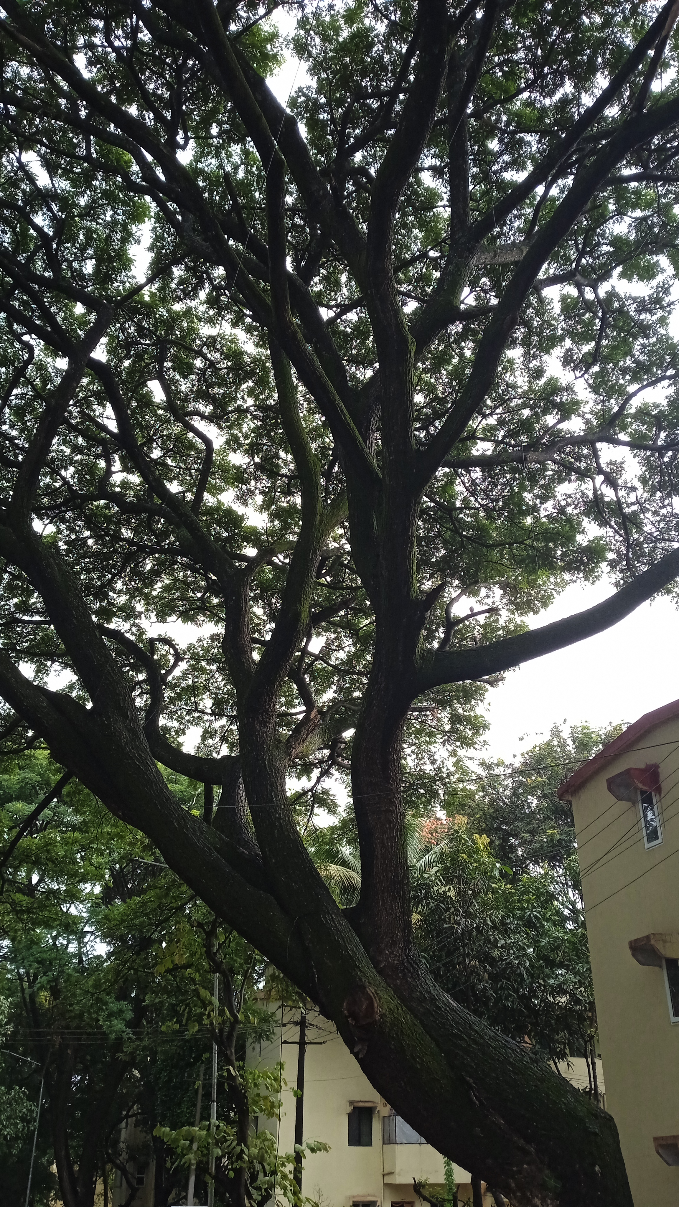 rain tree as seen from the balcony of the second floor of a building
