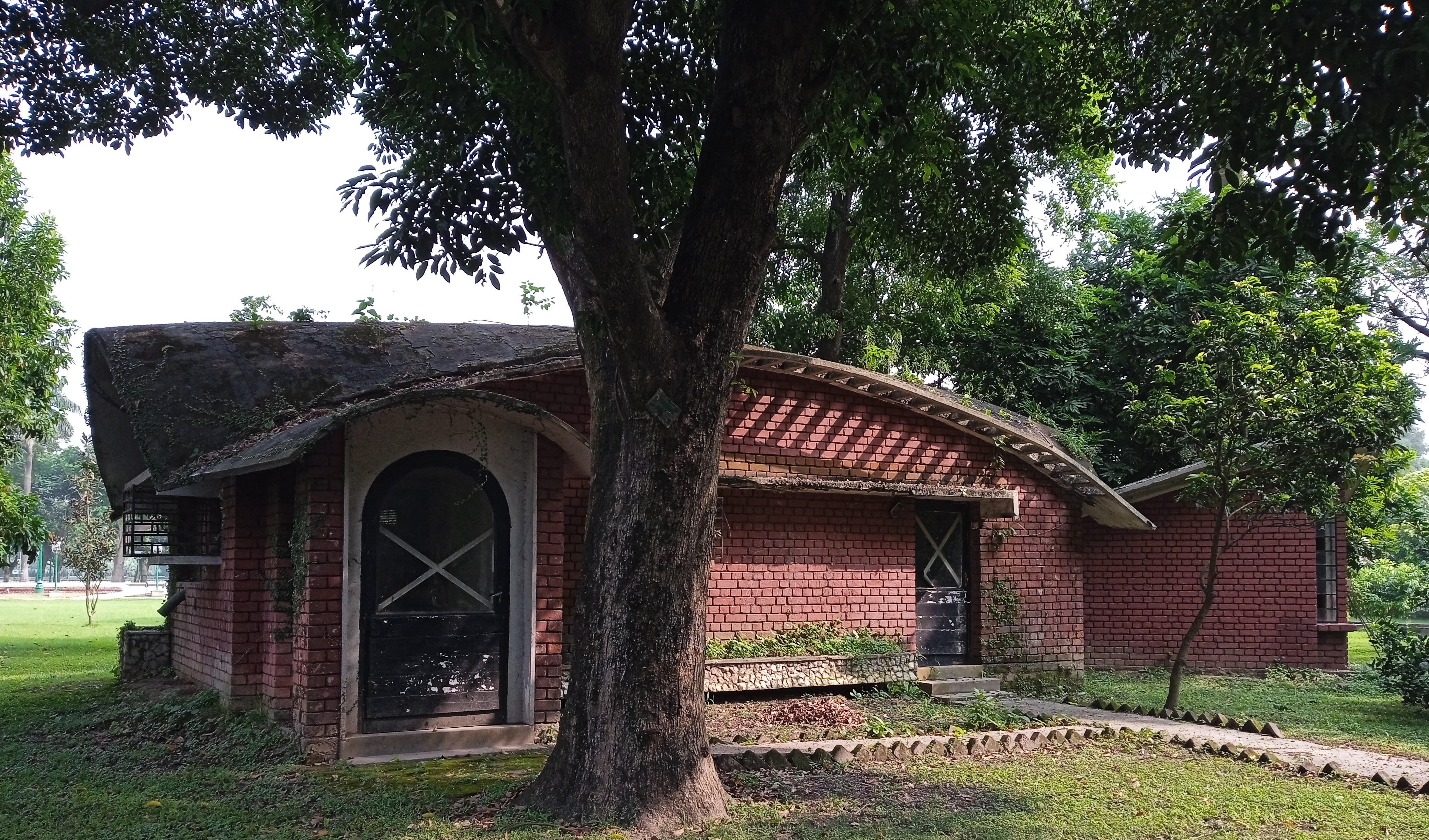 tree outside a  gardening shed