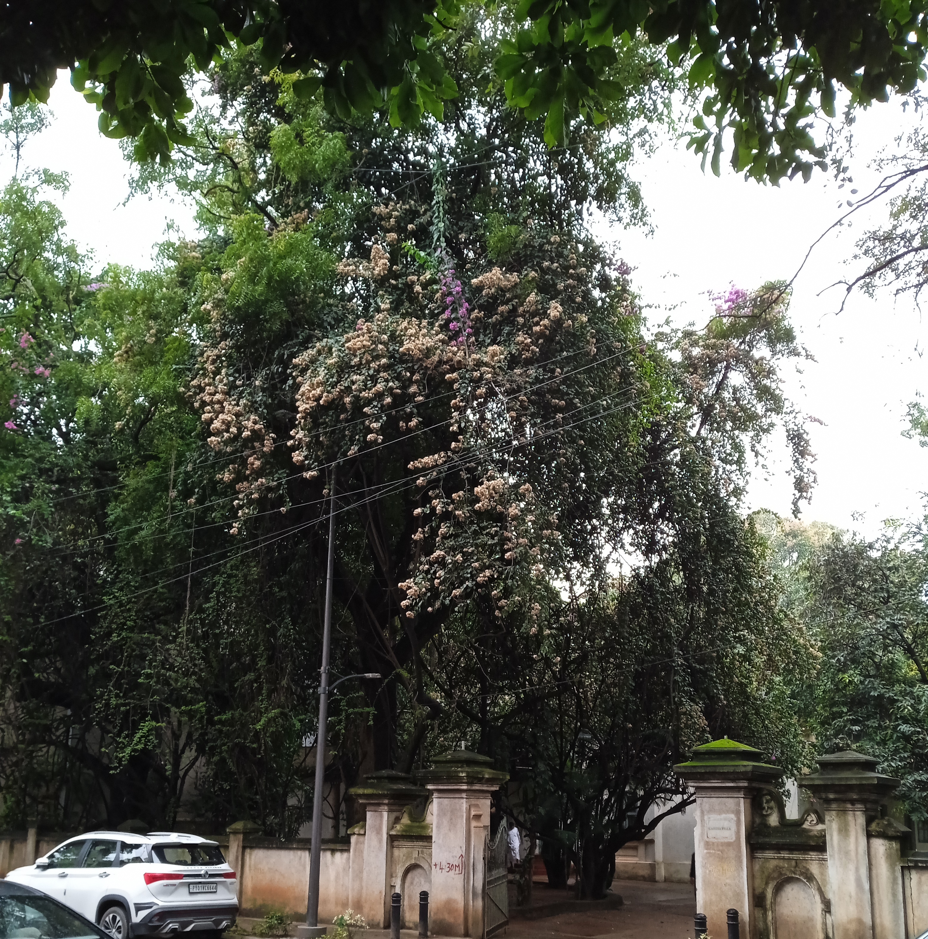 bougainvillea draped over the branches of a large tree