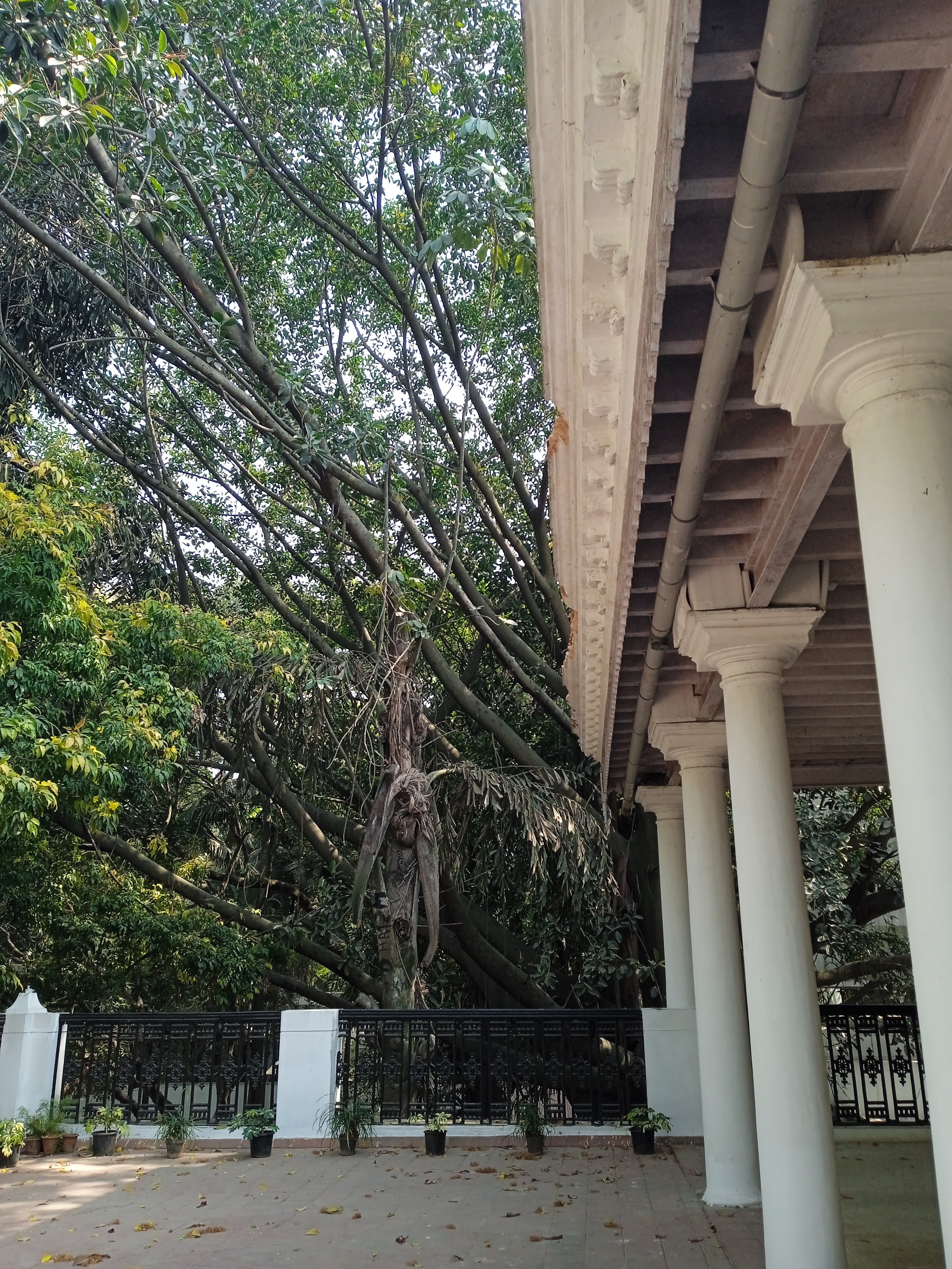 tree as seen from the balcony of n g m a bangalore
