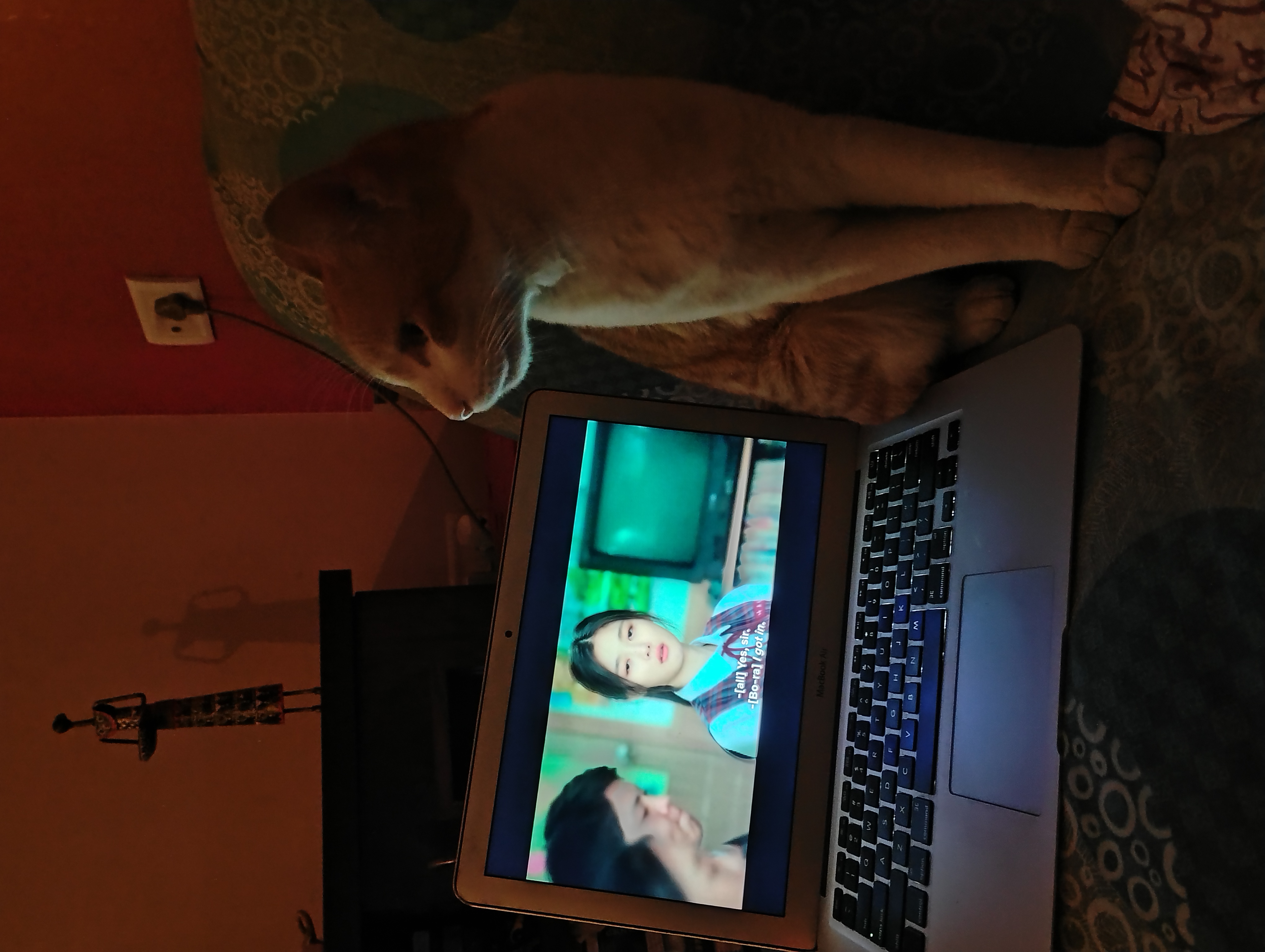 20th century girl playing on the laptop beside Naru the cat