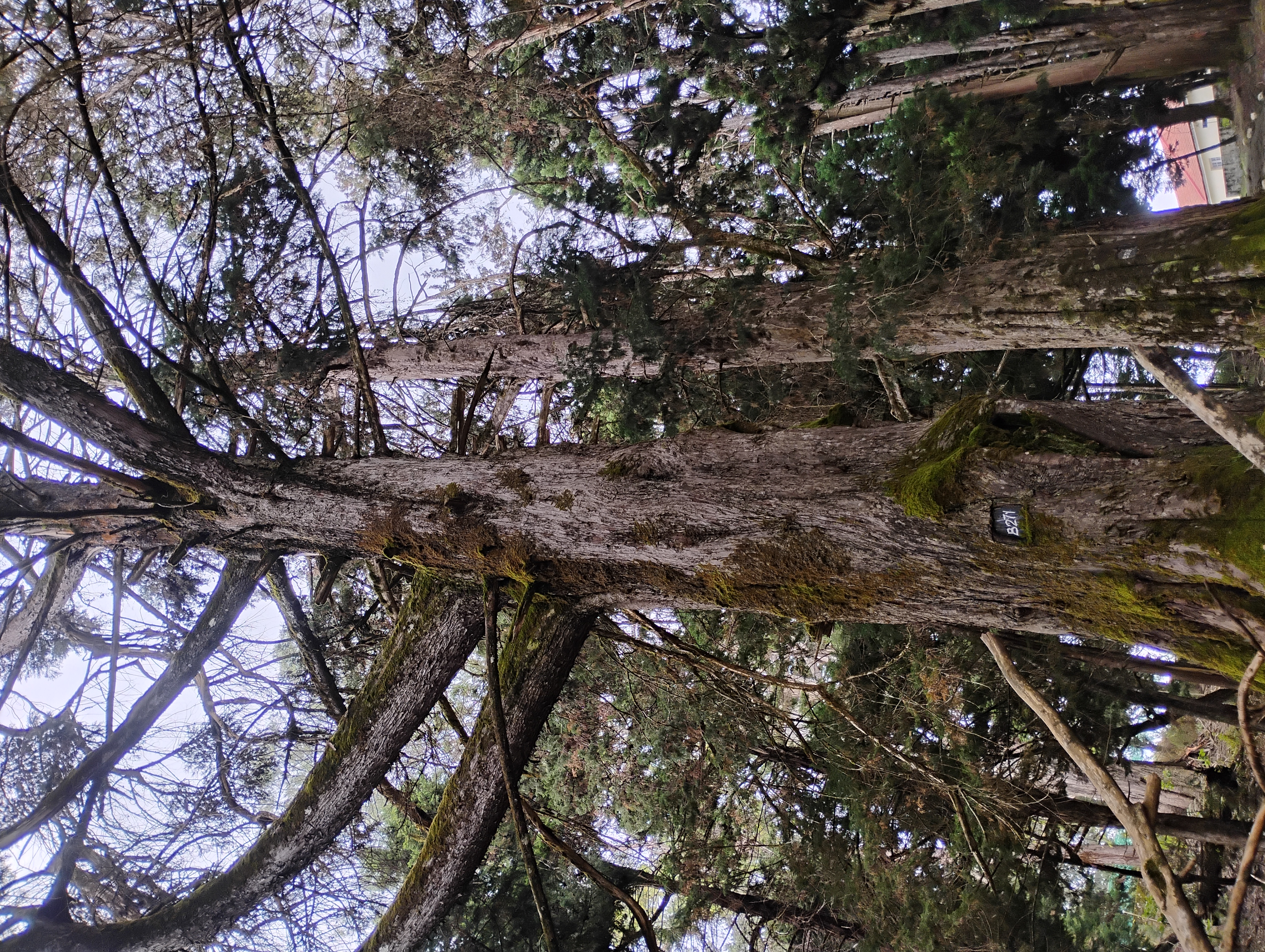 cypress tree