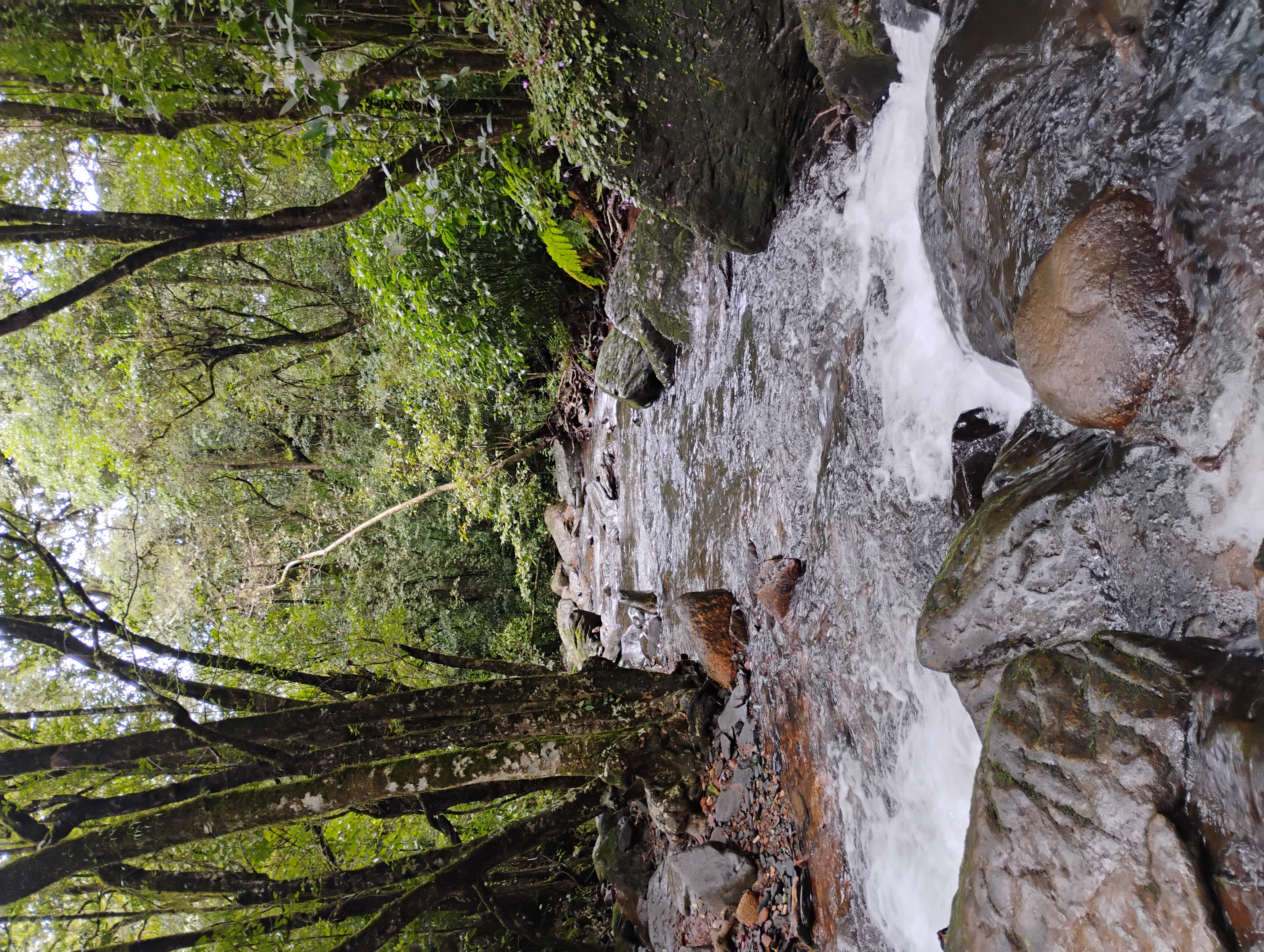 Netravati river with a jungle on both side